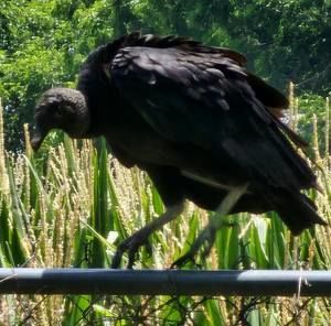 Meet your Posher, Joshua